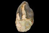 Fossil Running Rhino (Hyracodon) Tooth - South Dakota #140937-1